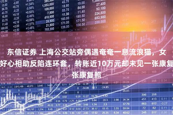 东信证券 上海公交站旁偶遇奄奄一息流浪猫，女子好心相助反陷连环套，转账近10万元却未见一张康复照